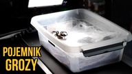 Avicularia purpuea, Typhochlaena seladonia, I ten STRASZNY  Ptasznikowe przeprowadzki
