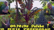 Odc-763. Kolejny przyrost roślin egzotycznych w PL(Siostra Ania)Wielkie bananowce,cytryny itp