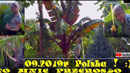 Odc-763. Kolejny przyrost roślin egzotycznych w PL(Siostra Ania)Wielkie bananowce,cytryny itp