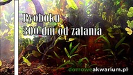 Ryoboku 300 dni od zalania (akwarium w stylu low-tech)