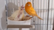 Kanarki mają już 19 dni i nowe gniazdo #canary