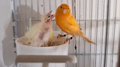 Kanarki mają już 19 dni i nowe gniazdo #canary