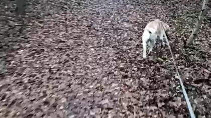 Las, błoto, zimno - czyli Leśny Pies Rubik i Sarmata na spacerze wieczorem! Zapadające ciemności Q&A