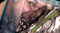 Poecilotheria miranda CHCE TO ROBIĆ 