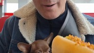 Na hotdogi do Pilarka #moya #chihuahua