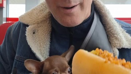 Na hotdogi do Pilarka #moya #chihuahua