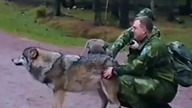 Wilk atakuje pracownika zoo - kobieta przychodzi z pomocą
