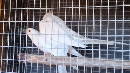 Papugi Nimfy w niedzielny poranek #Nymphicus hollandicus