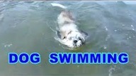 Dog Love Swimming In The North Sea - Cute Shih Tzu And Sea