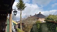 Jak NIE wycinać drzewa