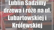 Lublin: Sadzimy drzewa i róże na ul.  Lubartowskiej i Królewskiej