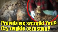Treser psów twierdzi, że posiada zwłoki Wielkiej Stopy!