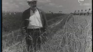 GROMADA (1952)