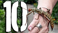 10 najniebezpieczniejszych ROBAKÓW 2 [TOPOWA DYCHA]