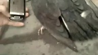 Gołąb gra w Ant Crusher