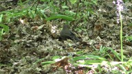 Ptak / Bird # 2