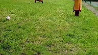 SARMACI GRAJĄ W GAŁĘ! Bykon 2024! Bydgoskie starcie szablo-nożne!