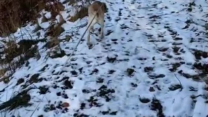 Ostatnie ślady zimy w Koszalinie? Szukamy śniegu topiącego się w słońcu! Q&A z lasu! Rubik!