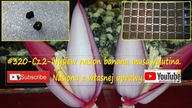#320-Cz. 2-Wysiew nasion banana musa velutina.  Nasiona z własnej uprawy.
