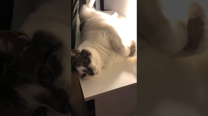 On ma urlop, a ja... ?  #shorts #humor #nawesolo #dc #fyp #zart #comedy #praca #urlop #kot #cat