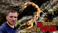 W Grecji UWAŻAJ NA JADOWITE skorpiony!