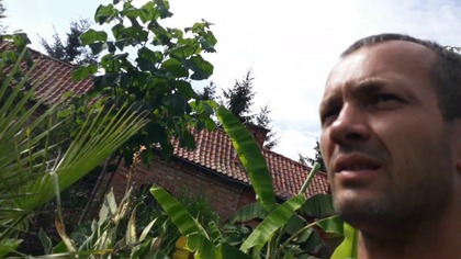 Odc-731. Sadzonki kolokazja esculenta,kolokazja olbrzymia i canna stuttgart