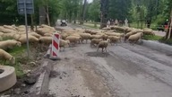 Kuźnica owce na ulicy
