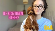 ILE ZAPŁACIŁAM ZA PUDELKA? , PIERWSZE DNI RAZEM, UKRYTE KOSZTY? | Q&A
