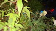 W Garden kuRaż cz.  2 - Wieczór w ogrodzie