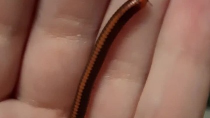 Xenobolus carnifex #millipede #xenobolus #carnifex