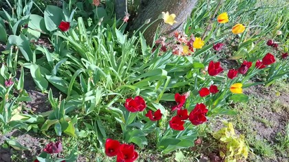 Kwitną clematisy * Sadzimy pomidory i rozsadzamy zielistkę * 30.  04.  2025