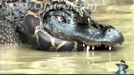 Python vs Alligator   Real Fight -- Python attacks Alligator
