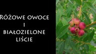 Bor&oacute;wka z biało zielonymi liśćmi i z r&oacute;żowymi owocami.