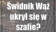 Świdnik: Wąż ukrył się w szafie?
