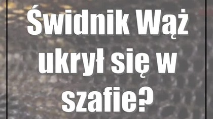 Świdnik: Wąż ukrył się w szafie?