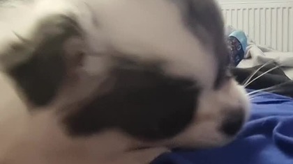 Chihuahua Luna Day 32