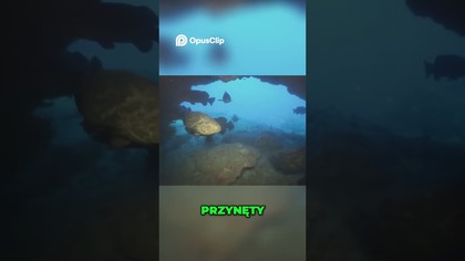 Gigant z Oceanu Rekordowy Połów 320 kg!