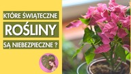 Świąteczne Niebezpieczeństwo: Ostrzeżenie Przed Trującymi Roślinami w Twoim Domu!