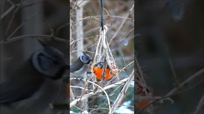 KARMNIK DLA PTAKÓW Z POMARAŃCZY z kanału @diy_art_ideas #shorts #diy #karmnik #birdfeeder #birds