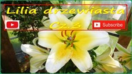 #259 Cz. 3 - Lilia drzewiasta uprawa, forum, podlewanie, kwitnienie.