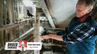 Z wizytą u hodowcy Tadeusza Drozda - zapowiedź - Prostota hodowania i lotowania