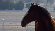 Budweiser reklama na Super Bowl