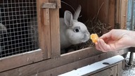 Pomarańcza dla Klusi
