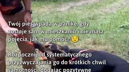 Jak pomóc psu w radzeniu sobie z samotnością?  #Psy #PiesSamotny #PsychikaZwierząt