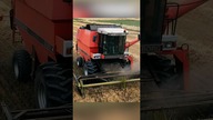 Dronningborg D8900 Jumbo w jęczmieniu #shorts