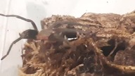 Thrixopelma pruriens juv.
