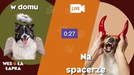W domu - anioł, na spacerze - diabeł.  Owczarek australijski i mieszaniec na kursie Super Pies.
