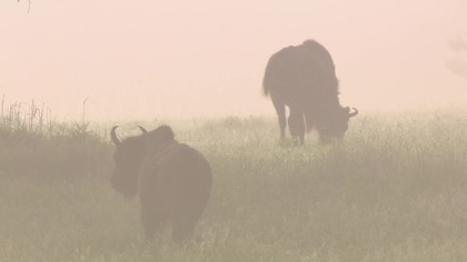 Zubry wczoraj i dziś - dokument lektor pl