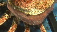 Krab zrzuca skorupę