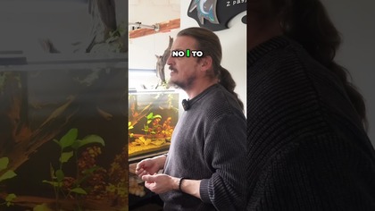 Czy opłaca się hodować gupika